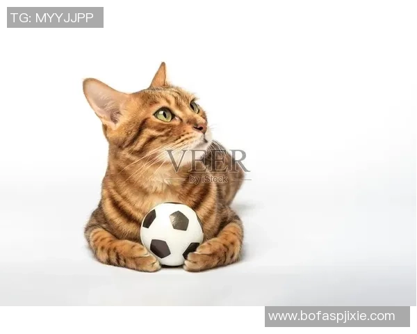 球星猫化身足球高手在赛场上演绎精彩绝伦的比赛瞬间 球星猫化身足球高手在赛场上演绎精彩绝伦的比赛瞬间